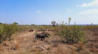 Rundreise Südafrika - Büffel im Krüger-Nationalpark