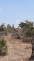 Rundreise Südafrika - Giraffen im Krüger-Nationalpark