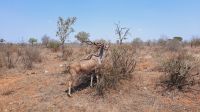 Rundreise Südafrika - Kudu im Krüger-Nationalpark