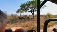 Rundreise Südafrika - Safari im Krüger-Nationalpark