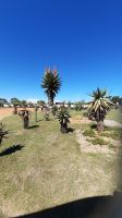 Rundreise Südafrika - Aloe Vera-Farm auf dem Weg 