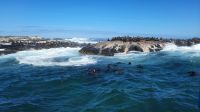 Rundreise Südafrika - Robbeninsel bei Hout Bay