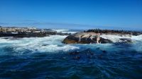 Rundreise Südafrika - Robbeninsel bei Hout Bay