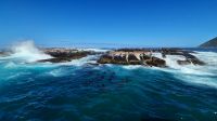 Rundreise Südafrika - Robbeninsel bei Hout Bay