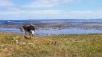 Rundreise Südafrika - Straußenfamilie am Kap der Guten Hoffnung