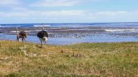 Rundreise Südafrika - Straußenfamilie am Kap der Guten Hoffnung