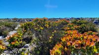 Rundreise Südafrika - Rundgang auf dem Tafelberg in Kapstadt