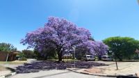Rundreise Südafrika - blühende Jacarandas in Pretoria