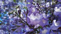Rundreise Südafrika - blühende Jacarandas in Pretoria