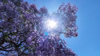 Rundreise Südafrika - blühende Jacarandas in Pretoria