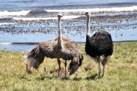 Rundreise Südafrika - Straußenfamilie am Kap der Guten Hoffnung