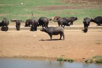 Rundreise Südafrika - Pause mit Tierbeobachtungen