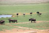 Rundreise Südafrika - Pause mit Tierbeobachtungen