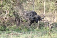 Rundreise Südafrika - Büffel im Krüger-Nationalpark