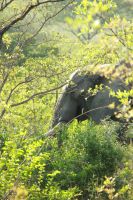 Rundreise Südafrika - der erste Elefant im Krüger-Nationalpark