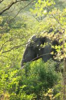 Rundreise Südafrika - der erste Elefant im Krüger-Nationalpark