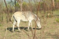 Rundreise Südafrika - Zebra im Krüger-Nationalpark