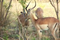 Rundreise Südafrika - Impalas im Krüger-Nationalpark