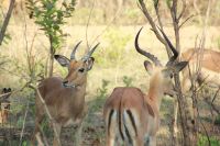 Rundreise Südafrika - Impalas im Krüger-Nationalpark
