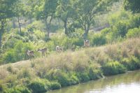 Rundreise Südafrika - Antilopen am Wasserloch im Krüger-Nationalpark