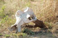Rundreise Südafrika - Flusspferdschädel im Krüger-Nationalpark