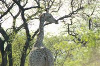 Rundreise Südafrika - Giraffen im Krüger-Nationalpark