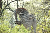 Rundreise Südafrika - Giraffen im Krüger-Nationalpark