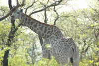 Rundreise Südafrika - Giraffen im Krüger-Nationalpark