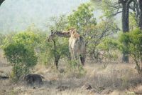 Rundreise Südafrika - Giraffen im Krüger-Nationalpark