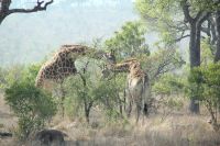 Rundreise Südafrika - Giraffen im Krüger-Nationalpark