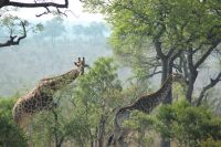 Rundreise Südafrika - Giraffen im Krüger-Nationalpark