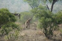 Rundreise Südafrika - Giraffen im Krüger-Nationalpark