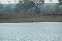 Rundreise Südafrika - Warzenschwein im Krüger-Nationalpark
