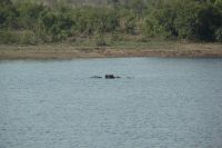 Rundreise Südafrika - Flusspferde im Krüger-Nationalpark