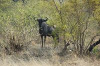 Rundreise Südafrika - Gnu im Krüger-Nationalpark