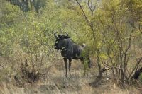 Rundreise Südafrika - Gnu im Krüger-Nationalpark