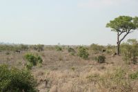 Rundreise Südafrika - Krüger-Nationalpark