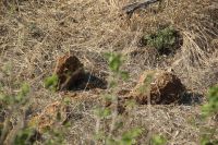 Rundreise Südafrika - Elefantenhaufen im Krüger-Nationalpark