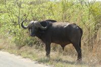 Rundreise Südafrika - Büffel im Krüger-Nationalpark