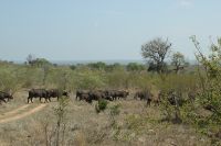 Rundreise Südafrika - Büffel im Krüger-Nationalpark