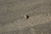 Rundreise Südafrika - kleine Schildkröte im Krüger-Nationalpark