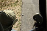 Rundreise Südafrika - kleine Schildkröte im Krüger-Nationalpark