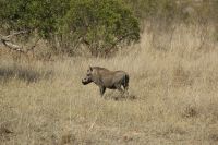 Rundreise Südafrika - Warzenschwein im Krüger-Nationalpark