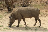 Rundreise Südafrika - Warzenschwein im Krüger-Nationalpark