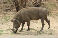 Rundreise Südafrika - Warzenschwein im Krüger-Nationalpark