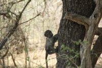 Rundreise Südafrika - Äffchen im Krüger-Nationalpark