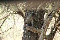 Rundreise Südafrika - Äffchen im Krüger-Nationalpark