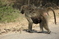 Rundreise Südafrika - Äffchen im Krüger-Nationalpark