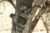Rundreise Südafrika - Äffchen im Krüger-Nationalpark