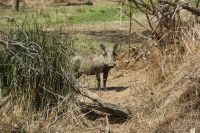 Rundreise Südafrika - Warzenschwein im Krüger-Nationalpark